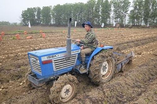 Trồng khoai tây công nghệ cao cho năng suất gấp 2-3 lần, nông dân 'bỏ túi' cả trăm triệu đồng