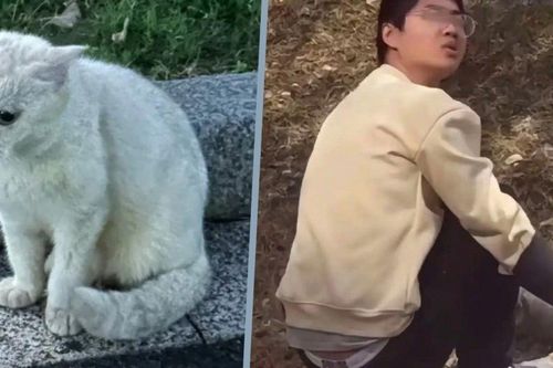 Gã đàn ông hành hạ, giết hại mèo nhận án phạt 'nhẹ tựa lông hồng' khiến dân mạng phẫn nộ