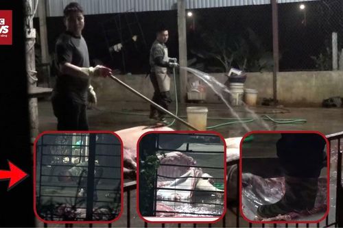 Đột nhập lò mổ lợn siêu bẩn ở Hà Nội, chủ cơ sở nói 'nhà nào chẳng không phép'