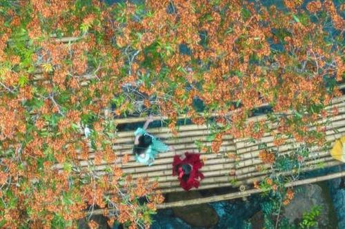 Ngắm hoa Vàng Anh nở rộ bên con suối thơ mộng giữa lòng di sản thiên nhiên thế giới