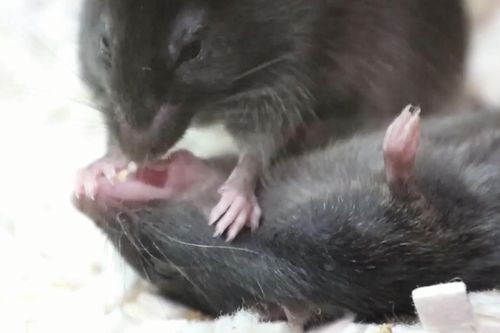 Bất ngờ với loài vật có khả năng sơ cứu đồng loại