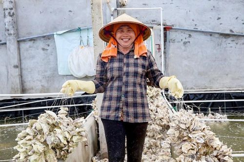 Làm giàu từ nghề nuôi hàu ở Kim Sơn