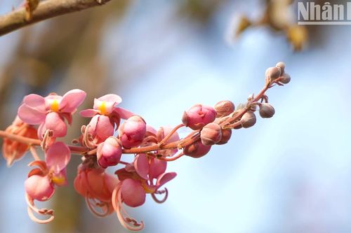 Mùa Ô môi trổ bông nơi biên giới