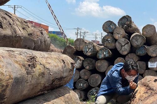 Ngành xuất khẩu gỗ: Xoay xở trong 'thương chiến'