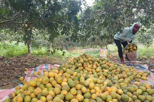 Nỗi buồn mùa quýt, nông dân Nghệ An xót xa nhìn quả rụng đầy gốc