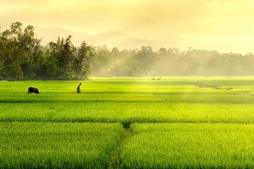 Lắng đọng hồn quê từ những cánh đồng