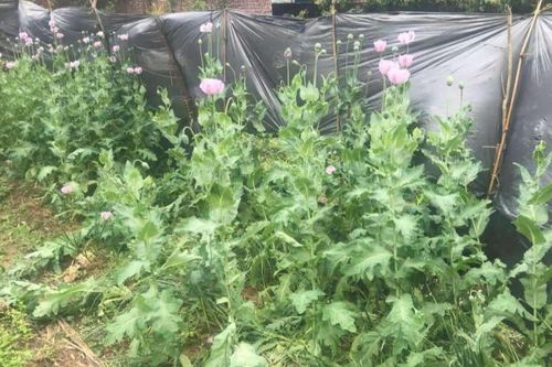 Bắc Giang: Một hộ dân trồng gần 200 cây nghi là cây thuốc phiện tại vườn rau