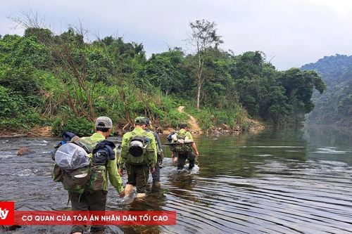 Tăng cường bảo vệ rừng trước hiện trạng suy giảm diện tích