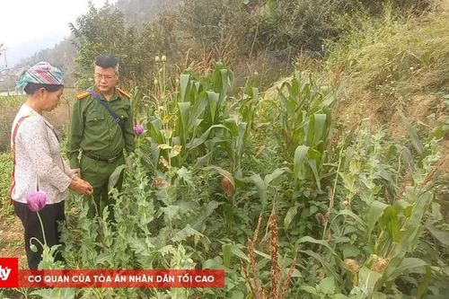 Trồng trái phép hơn 700 cây thuốc phiện