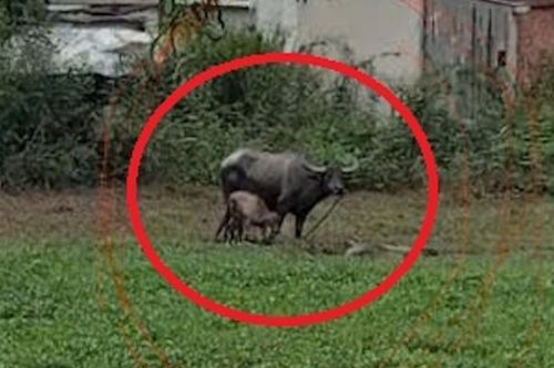 Người bị trâu mẹ húc khi đi chích điện bắt ếch ở TPHCM bị phạt 3 triệu đồng