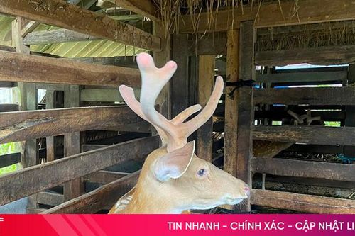 Giá trị nhung hươu Hương Sơn ngày càng tăng cao
