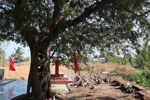 Bảo tồn cây di sản - vì cộng đồng và phát triển bền vững