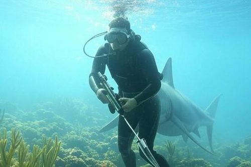 Thợ săn cá bằng lao chạm trán cá mập trắng lớn và cái kết thú vị
