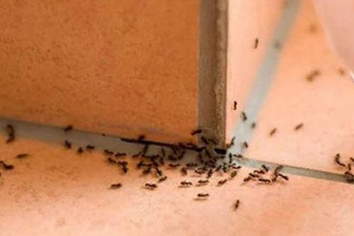 Để thứ này trong nhà, đặc biệt là cái thứ nhất diệt tận gốc cả đàn kiến