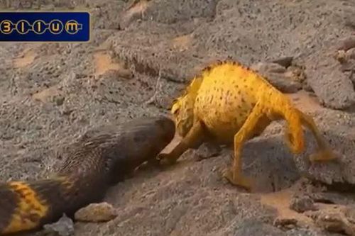 CLIP: Đối đầu với rắn ngựa vằn, tắc kè hoa nhận cái kết bi thảm
