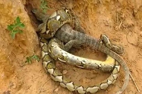 CLIP: Màn tử chiến kịch tính của trăn gấm và rồng Komodo