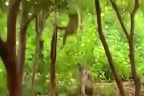 CLIP: Khỉ dở bài nhây, chọc đàn hổ nổi điên nhưng cái kết mới gây chú ý
