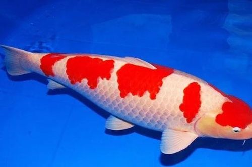 Top 10 loài cá đắt giá nhất trên thế giới, có loài hơn 34 tỷ đồng/con