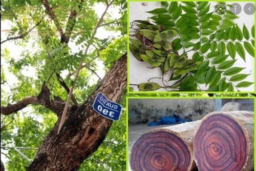 Loại gỗ ở Việt Nam được mệnh danh là 'vàng lộ thiên', cây 20 năm tuổi trở lên đã có giá hàng chục tỷ đồng