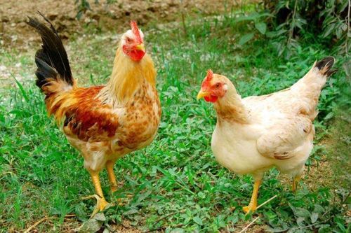 Dù có cánh nhưng tại sao gà không thể bay như chim?