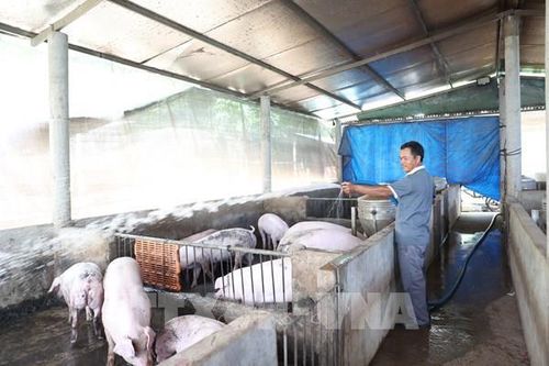 Giá lợn hơi tăng, người chăn nuôi có lợi nhuận cao