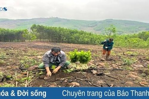Huyện Cẩm Thủy tăng cường công tác bảo vệ và phát triển rừng