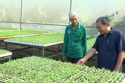 Phú Tân phát triển các mô hình nông nghiệp ứng dụng công nghệ cao