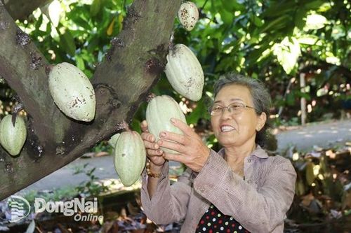 Giá ca cao tăng kỷ lục, nông dân thu tiền triệu mỗi ngày