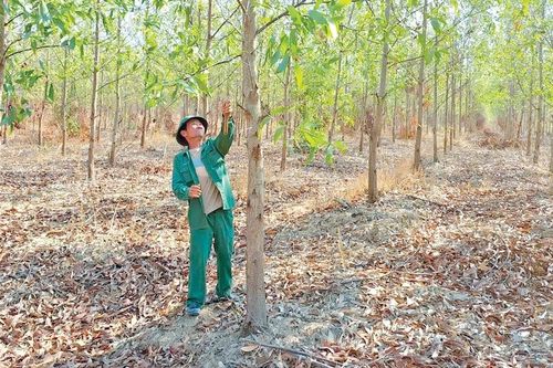 Trồng rừng gỗ lớn hướng đi triển vọng