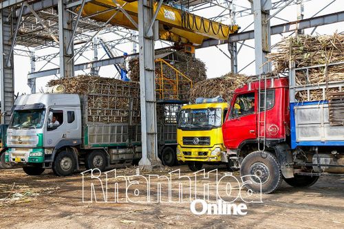 Mía đường vào vụ thu hoạch