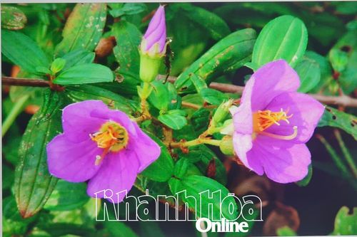 Hoa mua nở tím trời ký ức…