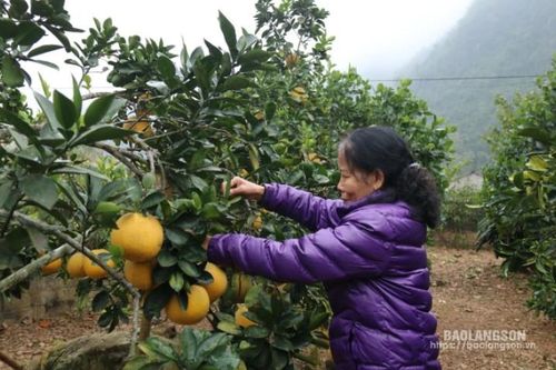 Người cao tuổi Bắc Sơn nêu gương phát triển kinh tế