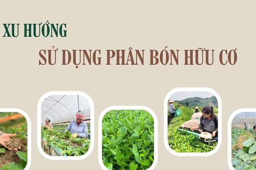 Xu hướng sử dụng phân bón hữu cơ