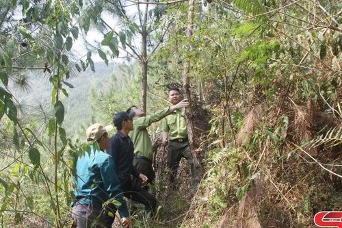 Púng Bánh phủ xanh đất trống, đồi trọc