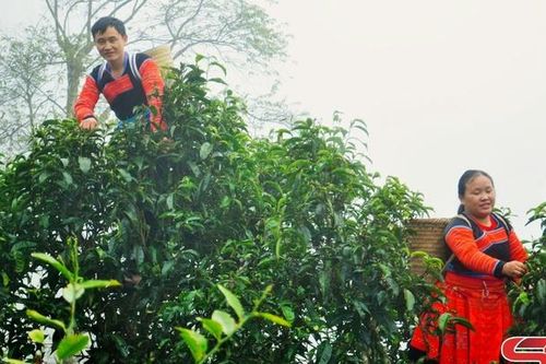 Cây chè Shan tuyết cổ thụ ở Háng Đồng