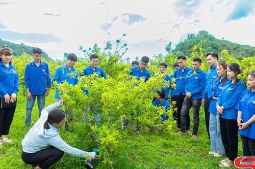 Thanh niên phố núi khởi nghiệp sáng tạo