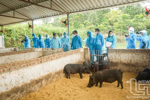 Hướng dẫn, chuyển giao công nghệ nuôi lợn từ thức ăn có bổ sung nguyên liệu chè xanh