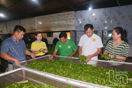 Phú Lương: Hỗ trợ vốn cho trên 4.700 hộ nông dân