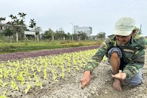 Thu nhập ổn định nhờ trồng rau sạch