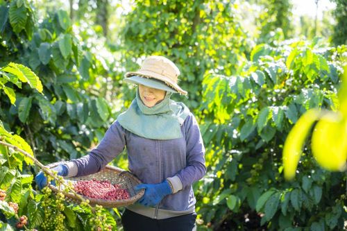 Chế biến sâu - 'chìa khóa' nâng tầm cà phê Việt