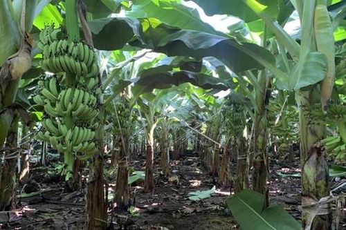 Thủ đoạn lừa bán vườn chuối của người khác để chiếm đoạt tiền