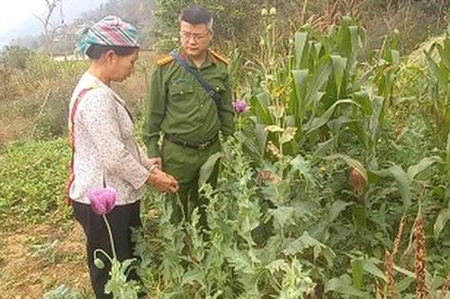 Công an xã phát hiện vợ chồng U60 trồng hơn 700 cây cần sa tại ruộng nhà
