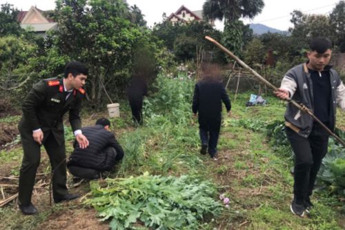 Phát hiện gần 200 'cây lạ' trong ruộng rau nhà người dân