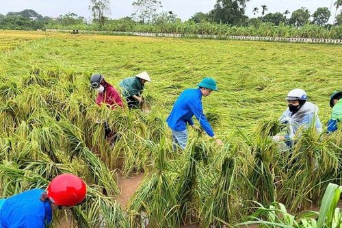 Thu hút bảo hiểm vào nông nghiệp