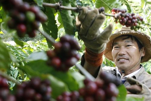 Quy định phòng chống phá rừng của EU: Ngành cà phê tìm cách thích ứng