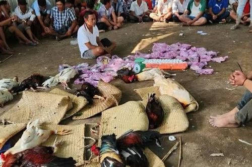 Triệt phá tụ điểm đá gà ở Long An, tạm giữ 58 người