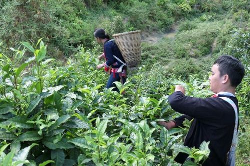 Hà Giang có nhiều sản phẩm chè Shan tuyết đạt giải thưởng Golden Leaf Award