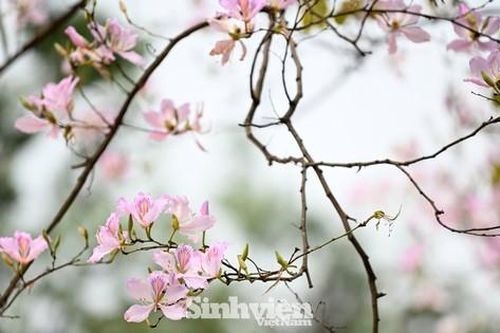 Mùa hoa ban – Một thoáng dịu dàng của Hà Nội