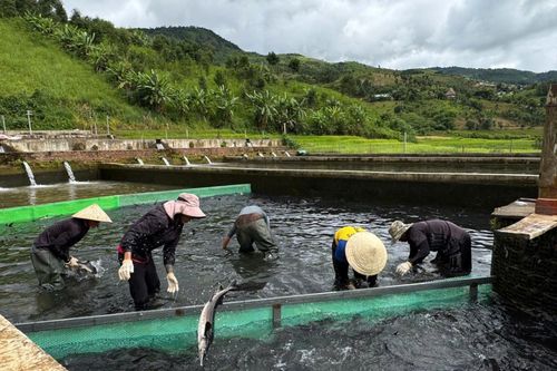 Hiệu quả từ mô hình nuôi cá tầm ở Kon Tum