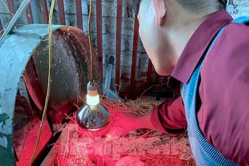 Thu tiền tỷ nhờ nghề nuôi con 'thần dược'